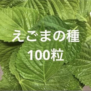 えごまの種　100粒　無農薬(野菜)