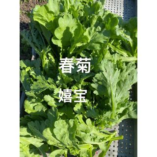 春菊400g(野菜)