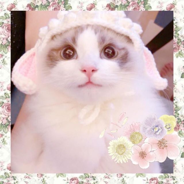 M手編みピンク♥ペット用うさぎの帽子 ニット帽♥猫用小型犬用コスプレ♥年賀状作成 その他のペット用品(猫)の商品写真