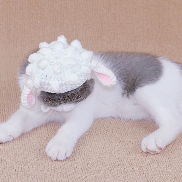 M手編みピンク♥ペット用うさぎの帽子 ニット帽♥猫用小型犬用コスプレ♥年賀状作成 その他のペット用品(猫)の商品写真