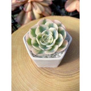 ルノーディーン　少し小さめ　厳選韓国苗　寄せ植え　多肉植物(その他)