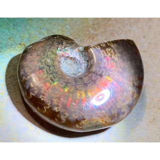 大人気定番商品 60%OFF】 貴重レア 特大天然 天然バイカラー