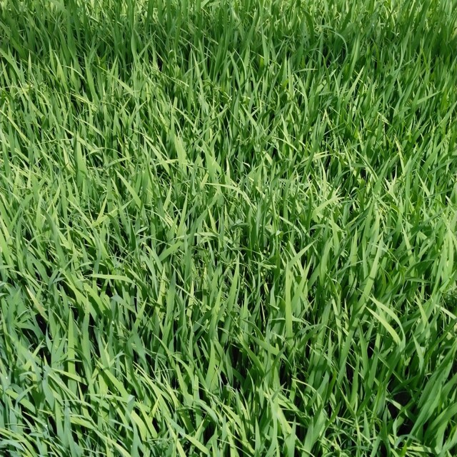 ゆうだい21令和4年産栃木県産30キロ無農薬にて作り上げたお米 食品 ゆうだい21令和4年産栃木県産30キロ無農薬にて作り上げたお米 食品