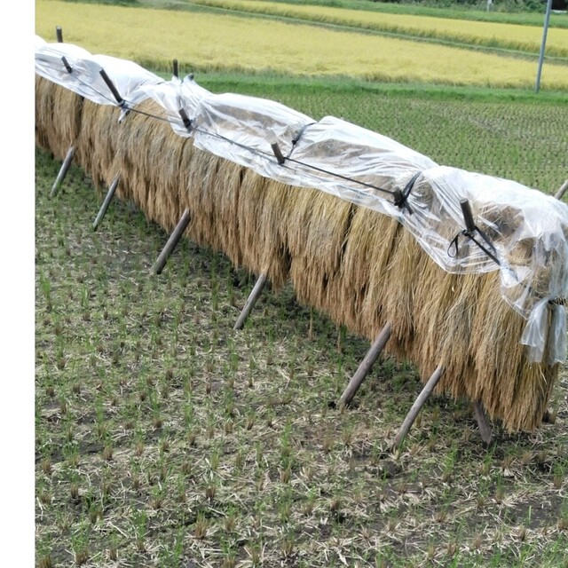 ゆうだい21令和4年産栃木県産30キロ無農薬にて ゆうだい21令和4年産栃木県産30キロ無農薬にて