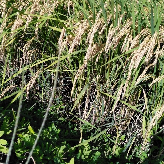ゆうだい21令和4年産栃木県産30キロ無農薬にて作り上げたお米 食品 ゆうだい21令和4年産栃木県産30キロ無農薬にて作り上げたお米 食品