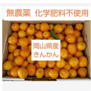 岡山県産 無農薬  化学肥料不使用  きんかん 金柑 キンカン 1.2キロ(フルーツ)