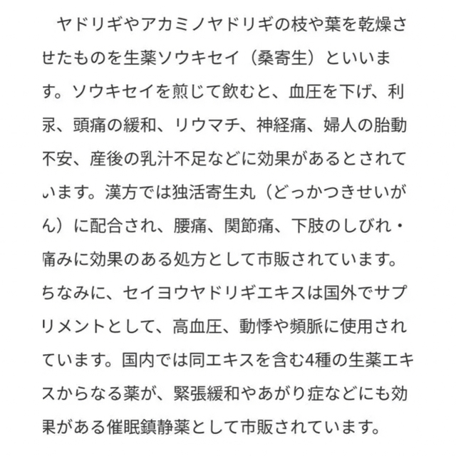 北海道ヤドリギ　宿木　希少　ヤドリギスワッグ No.31 メス実付き 6