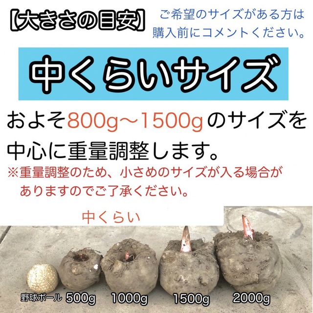 【群馬県産】こんにゃく芋　箱込み20kg以内　手作りこんにゃく用【中サイズ】 食品/飲料/酒の食品(野菜)の商品写真