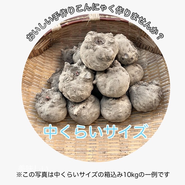 【群馬県産】こんにゃく芋　箱込み20kg以内　手作りこんにゃく用【中サイズ】 食品/飲料/酒の食品(野菜)の商品写真