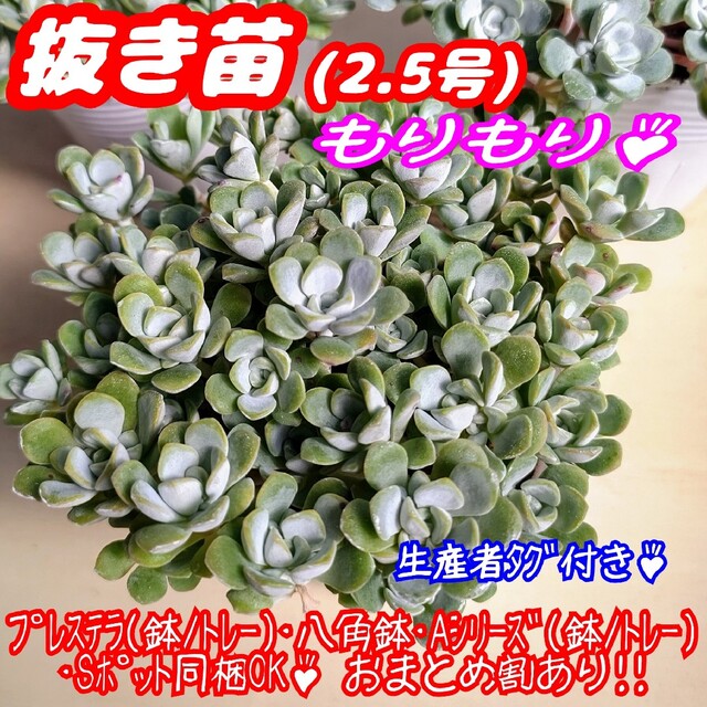 【抜き苗】白雪ミセバヤ ケープブランコ 多肉植物セダム紅葉 プレステラ プラ鉢 ハンドメイドのフラワー/ガーデン(その他)の商品写真