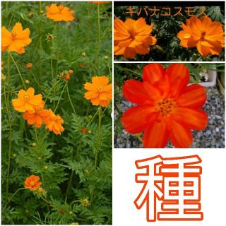 こぼれ種で毎年開花◆次々に咲く　　　　　　　　　キバナコスモスの種　20粒(その他)