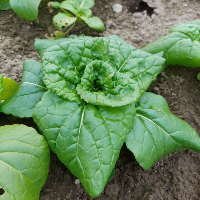 おまかせ野菜詰め合わせ＋新米(6合)約900g【コンパクトBOX】 食品/飲料/酒の食品(野菜)の商品写真