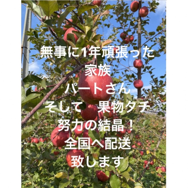 減農薬栽培山形県東根市産　昔懐かしい国光りんご　2キロ箱バラ詰め 食品/飲料/酒の食品(フルーツ)の商品写真