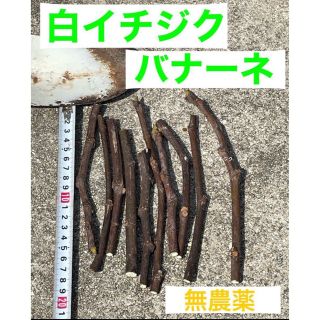 【完全無農薬】　高級イチジク（バナーネ）挿し穂　10本セット　数量限定(フルーツ)