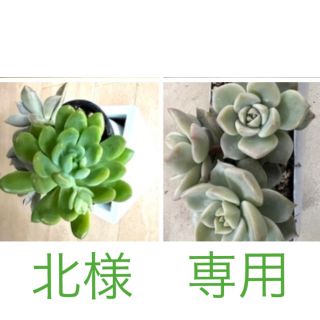 多肉植物　春萌&朧月、白牡丹の抜き苗(プランター)