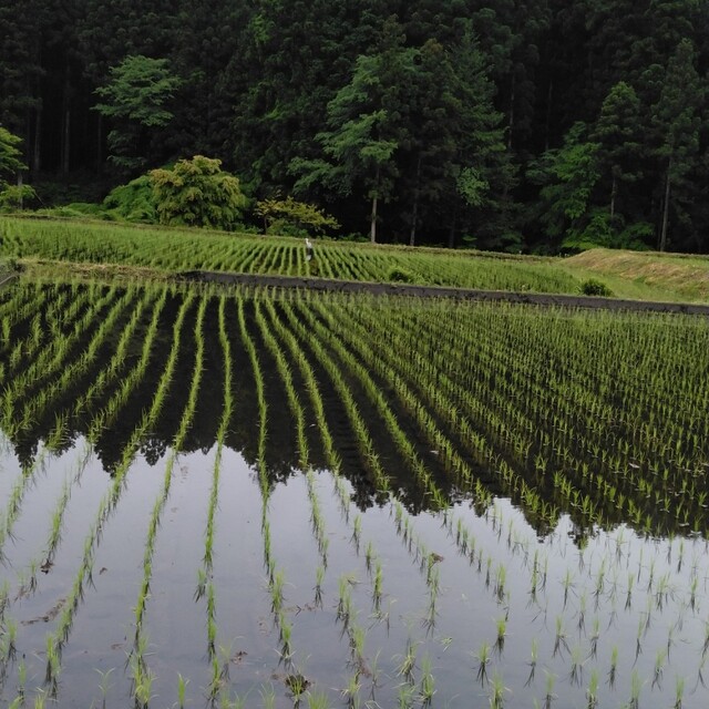 ゆうだい21栃木県が産地の無農薬30キロのお米になります お手頃価格 ...