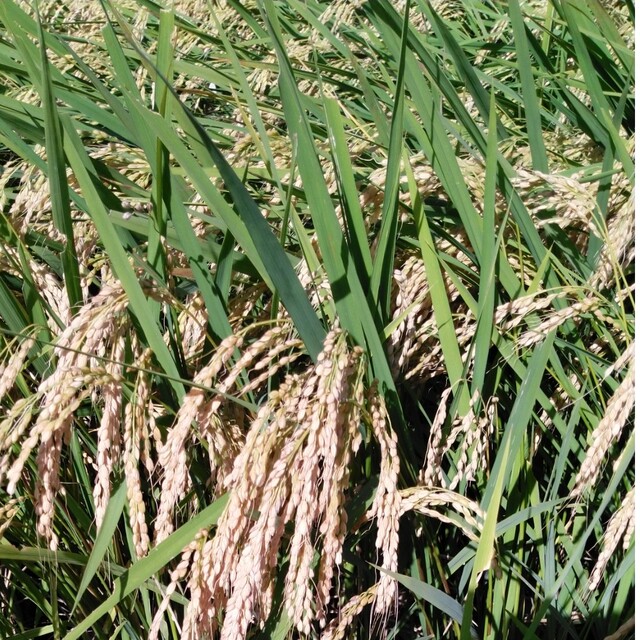 ゆうだい21栃木県が産地の無農薬30キロのお米になります お手頃価格 ...
