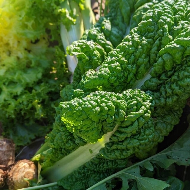 無農薬野菜セット　fickle beat 食品/飲料/酒の食品(野菜)の商品写真