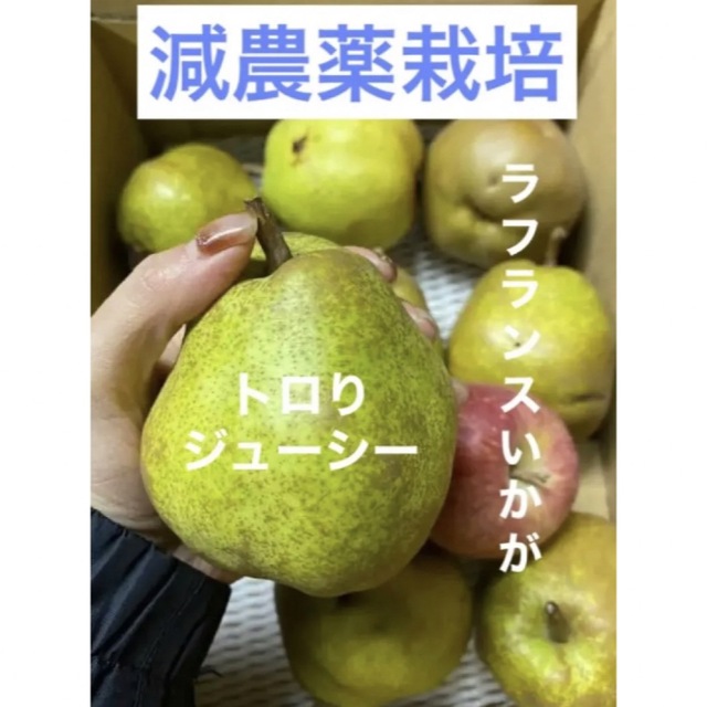 減農薬栽培山形県東根市産 洋梨と言ったらラフランス❣️L玉バラ詰め3キロ入り | フリマアプリ ラクマ