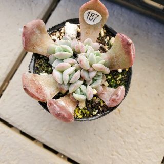 ここねこ様　専用　ご確認　多肉植物　(その他)