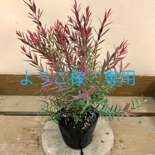 庭木 植木　苗木　メラレウカ　レッドジェム(その他)