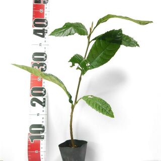 ビワの苗　植物苗　フルーツの苗　常緑樹　琵琶茶にも利用可能　無農薬(その他)
