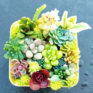【多肉植物】セダム クラッスラ 他 寄せ植え(その他)