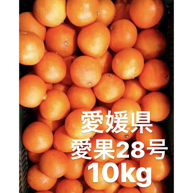 ・愛媛県産　愛果28号　柑橘　10kg