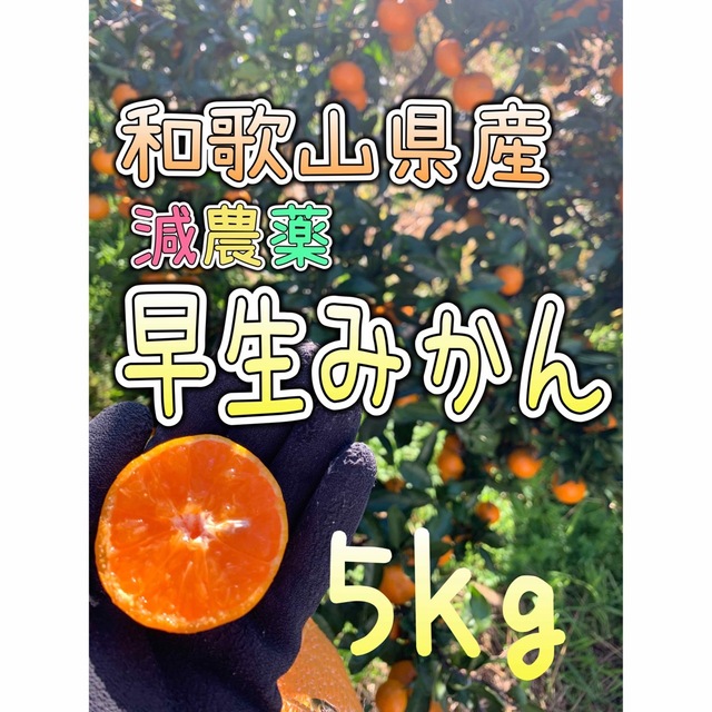 SALE★早生みかん減農薬【5kg】 食品/飲料/酒の食品(フルーツ)の商品写真