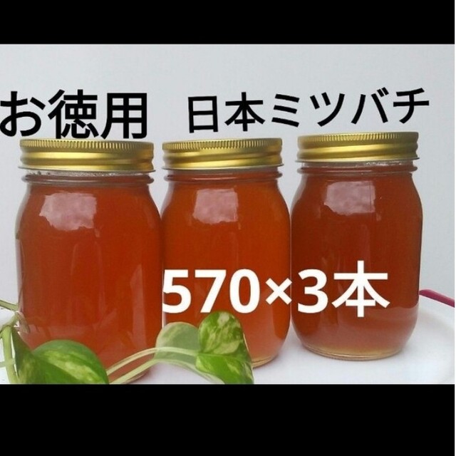 お徳用 日本ミツバチ 蜂蜜(570×3本)にほんみつばち