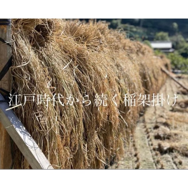 ☆ピぱ様ご専用　自然栽培　　R4年度新米　愛媛県産にこまる　天日干し米 20k