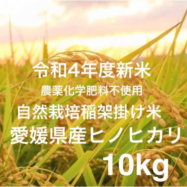 自然栽培無農薬　R4年度愛媛県産ヒノヒカリ　天日干し米　10キロ