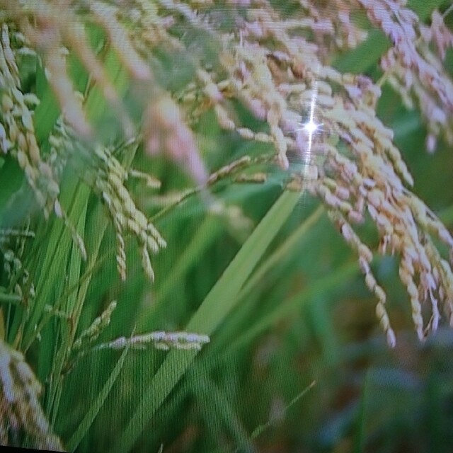 食品/飲料/酒茨城県産コシヒカリ