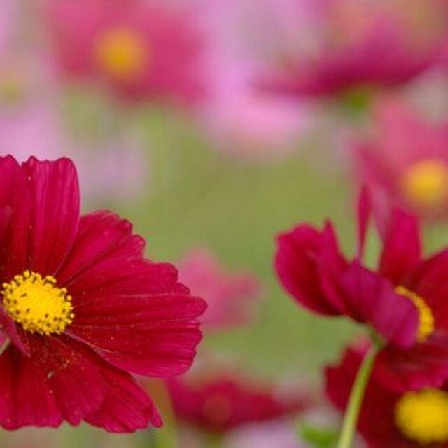人気です❤︎　春蒔き　秋に咲くお花の代名詞　珍しい深紅のコスモス・緋色　種⋆20 ハンドメイドのフラワー/ガーデン(その他)の商品写真