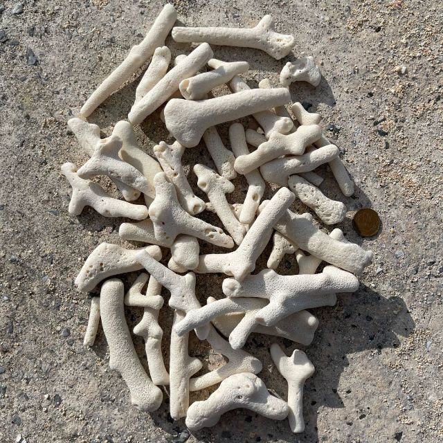 珊瑚 天然コーラル ホワイトサンゴ 枝 (約10mm〜25mm)約1kg