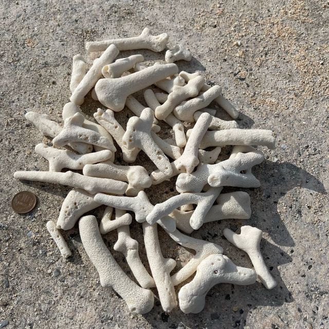 珊瑚 天然コーラル ホワイトサンゴ 枝 (約10mm〜25mm)約1kg