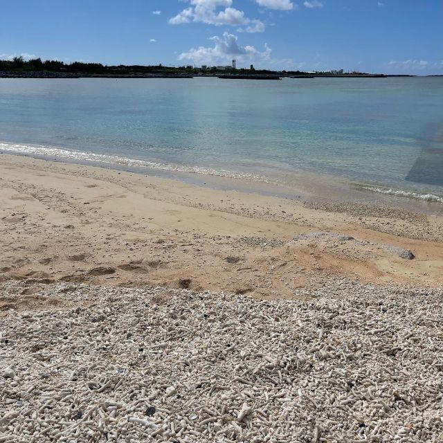 【与論島】約1kg 珊瑚礁 サンゴ 枝 セット ルース 根付 風鈴やオブジェに エンタメ/ホビーの美術品/アンティーク(彫刻/オブジェ)の商品写真