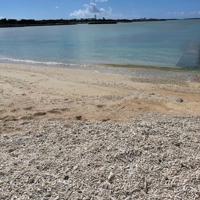 【与論島】約1kg 珊瑚礁 サンゴ 枝 セット ルース 根付 風鈴やオブジェに エンタメ/ホビーの美術品/アンティーク(彫刻/オブジェ)の商品写真