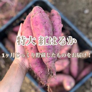 【10キロ】訳あり特大紅はるか(野菜)