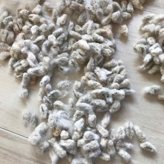 綿花の種 コットン種　30粒(ドライフラワー)
