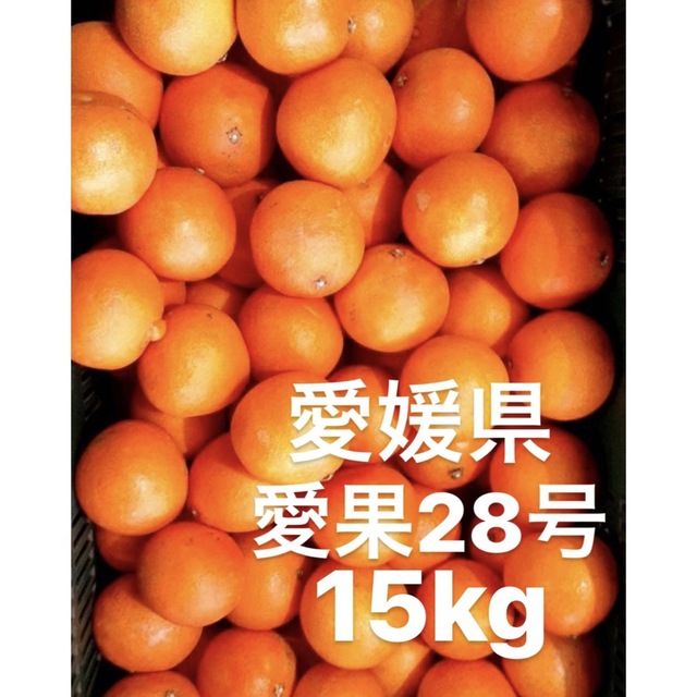 フルーツ愛媛県産　愛果28号　柑橘　15kg