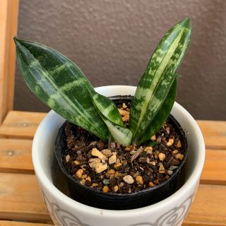 観葉植物　サンスベリア　シルバーハニー　抜き苗(その他)