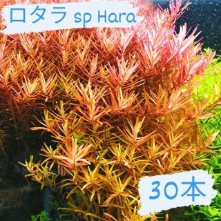 【赤系】ロタラspHara30本(アクアリウム)