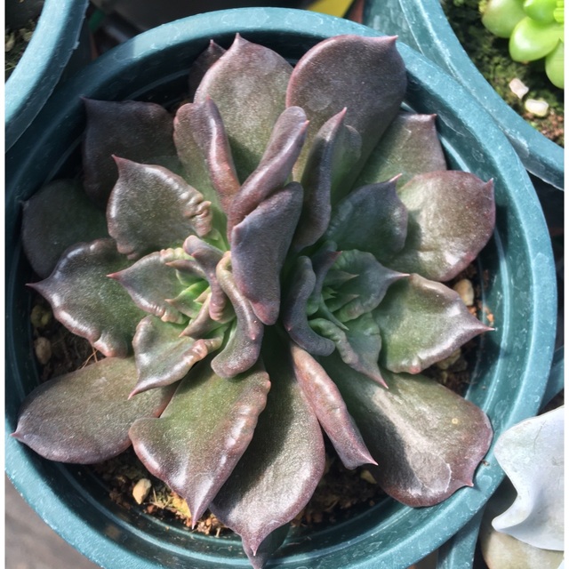お歳暮 多肉植物 スーパーボール 多肉植物 その他 - www.hcdquilmes.gob.ar