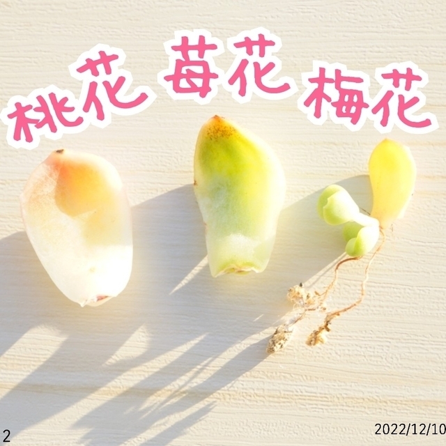 苺花 桃花 梅花 葉挿しセット② 発芽発根済有 多肉植物 レア 希少