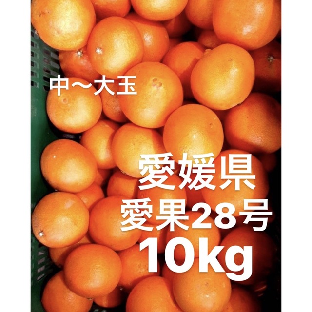 サイズ▭ 愛媛県産 柑橘 10kg 愛果28号 バラつきご