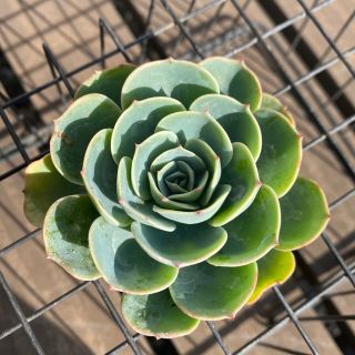 七福神　多肉植物　カット苗(その他)