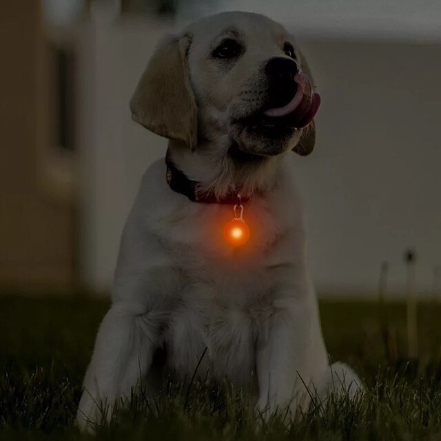 セーフティ ライト オレンジ ペット LED 散歩 犬 首輪 安全 リード 通販