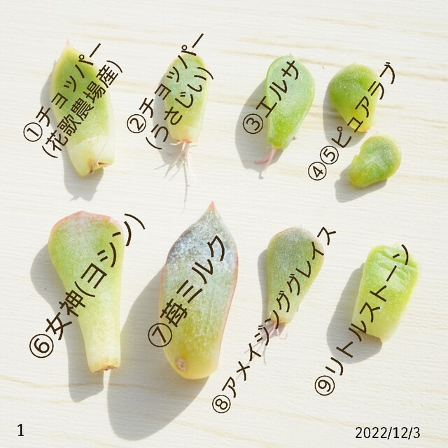 追跡付き】レア品種入り 葉挿しセット ① 発芽発根済あり！ 多肉植物 ...