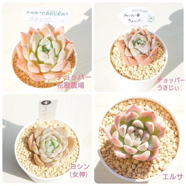 レア品種入り 葉挿しセット ② 発芽発根済あり! 多肉植物 韓国苗 減額 チャンフィー苗❣️アメイジンググレイス❣️